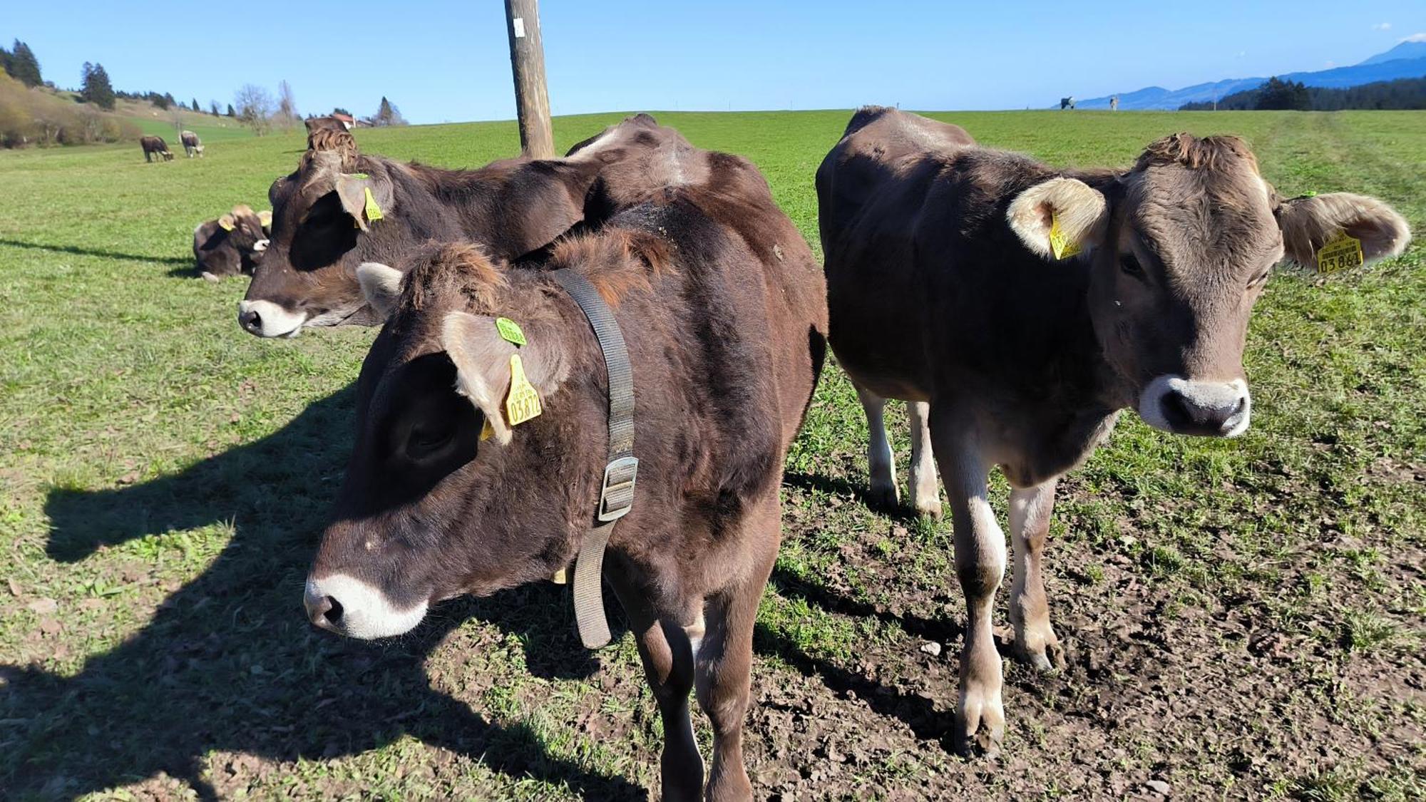 Fewo Allgaeuerle1605 Mit Hallenbad, Sauna, Tiefgarage Und Wlan Missen-Wilhams Exteriör bild