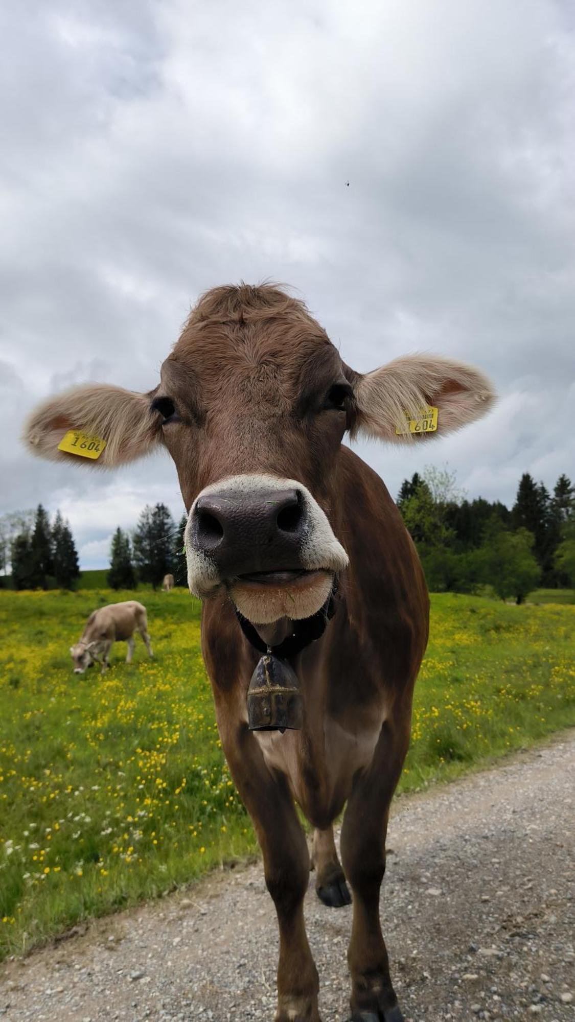 Fewo Allgaeuerle1605 Mit Hallenbad, Sauna, Tiefgarage Und Wlan Missen-Wilhams Exteriör bild